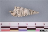 藏品(栓螺)的圖片